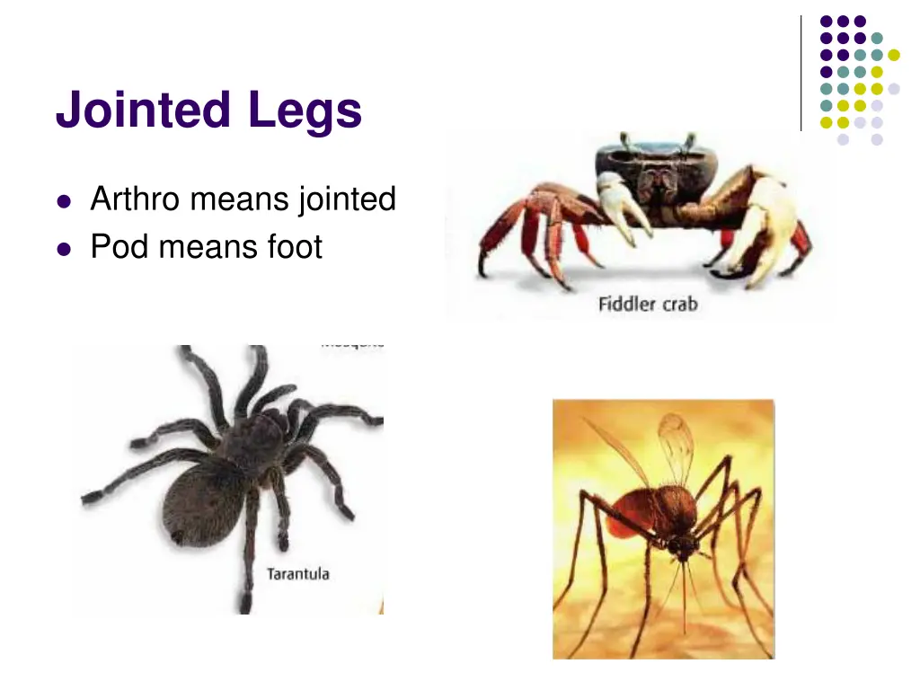 jointed legs