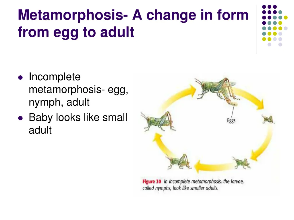 metamorphosis a change in form from egg to adult