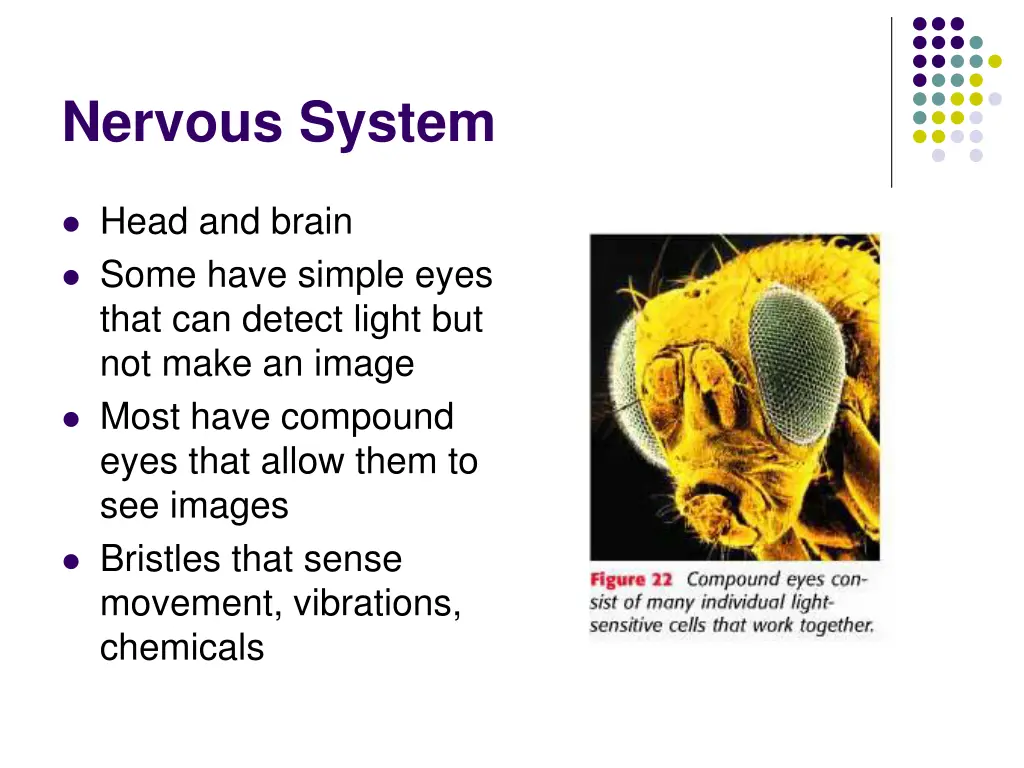 nervous system