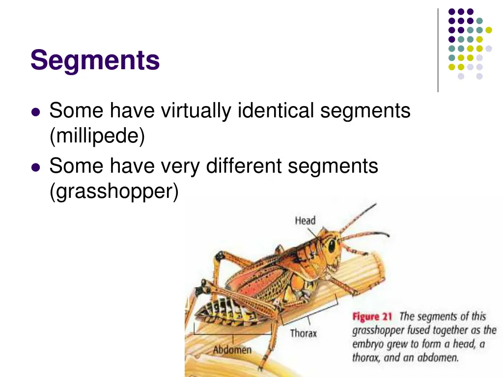 segments