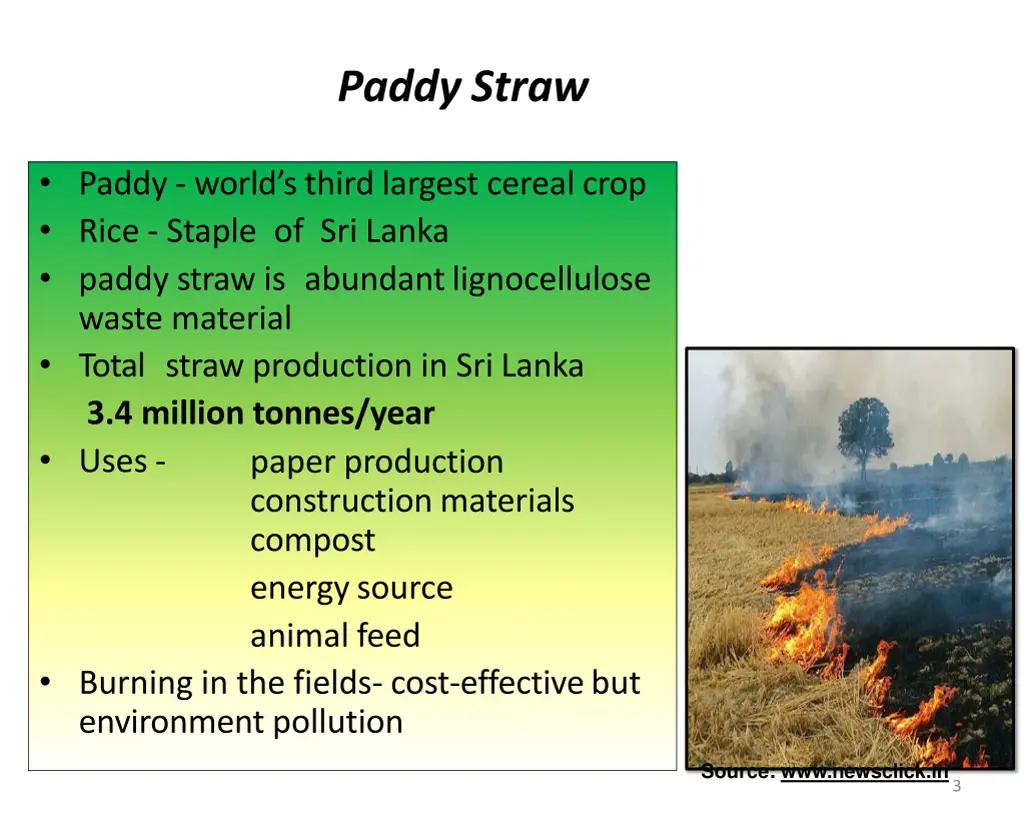 paddy straw
