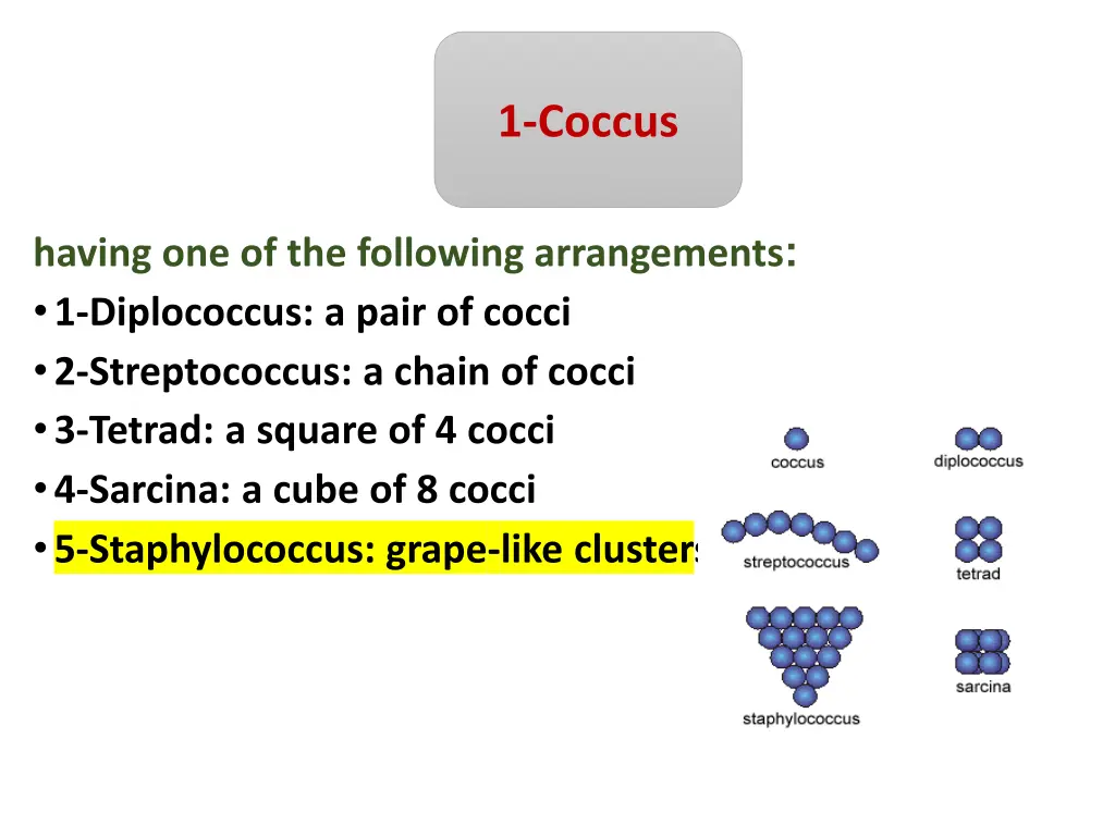 1 coccus