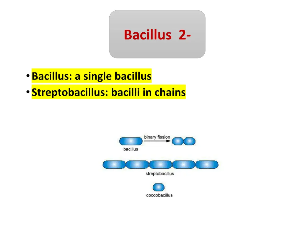 bacillus 2