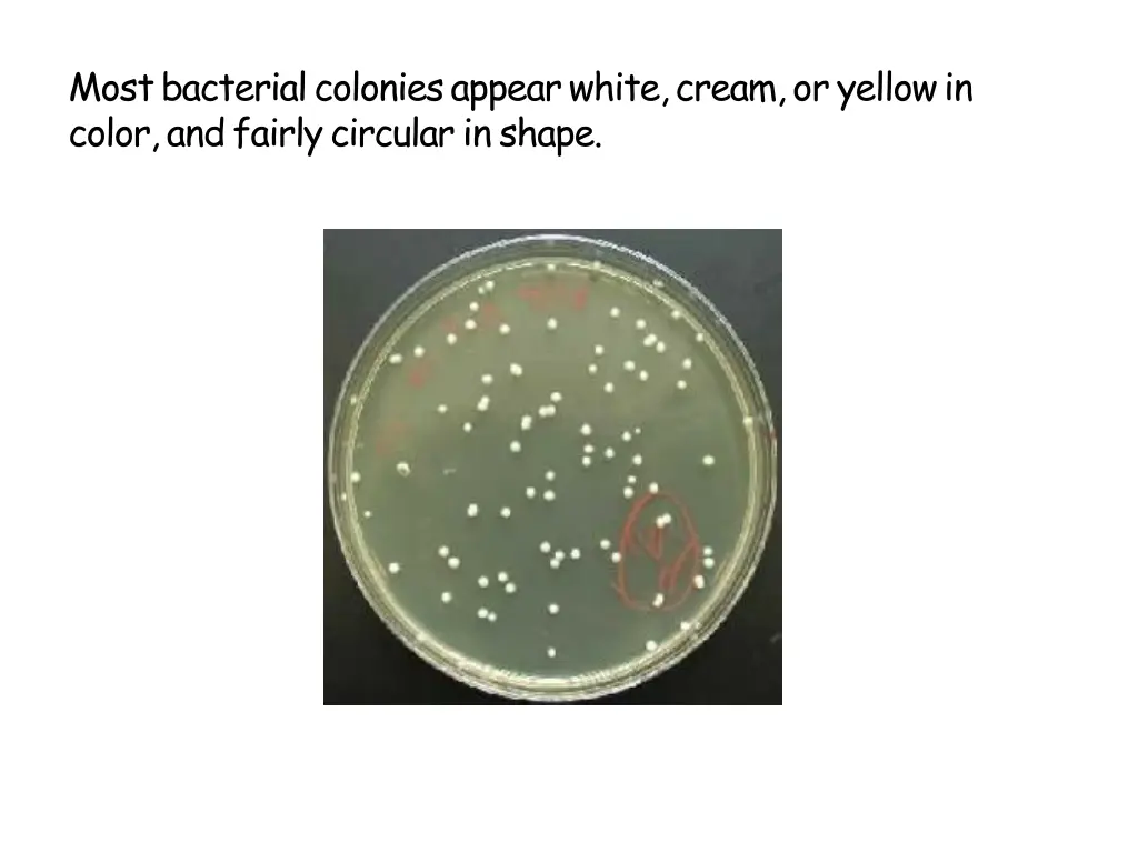 mostbacterialcoloniesappearwhite cream oryellowin