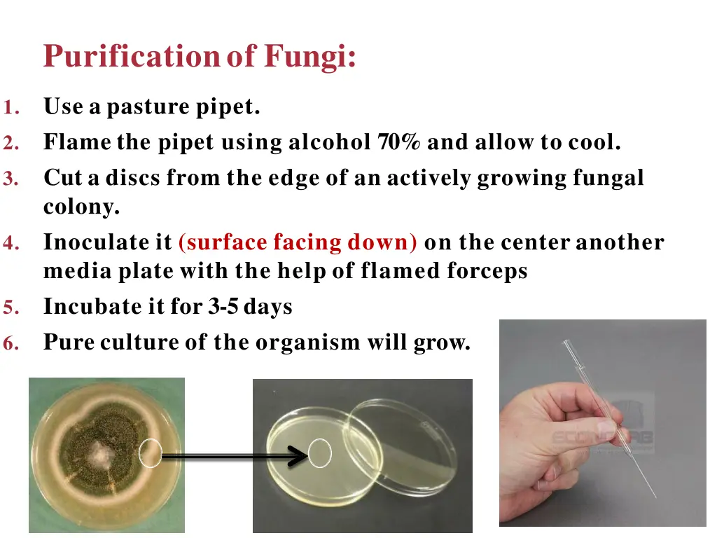 purificationof fungi