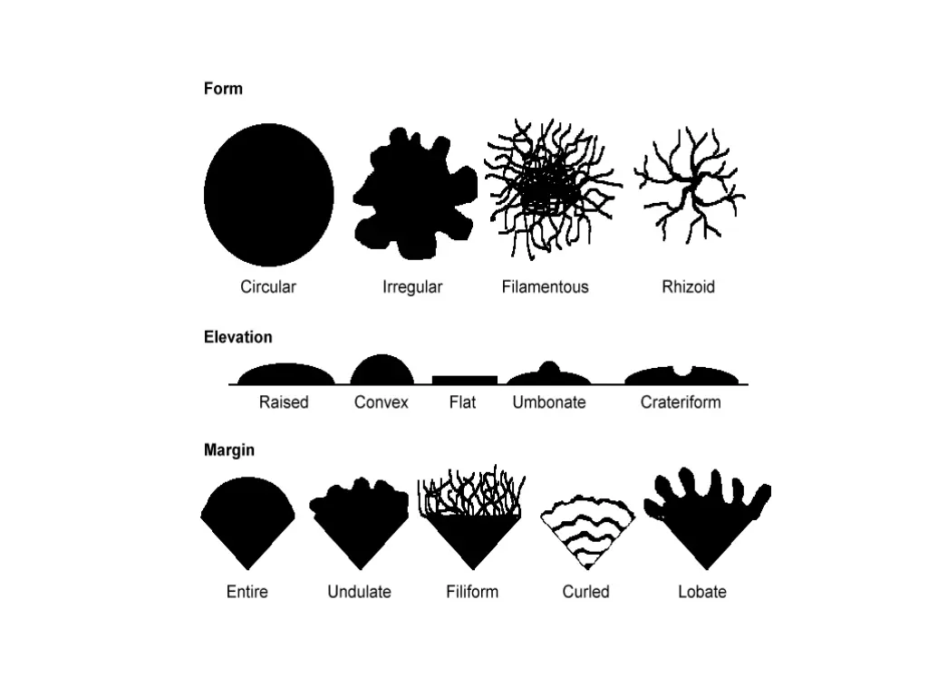 slide11