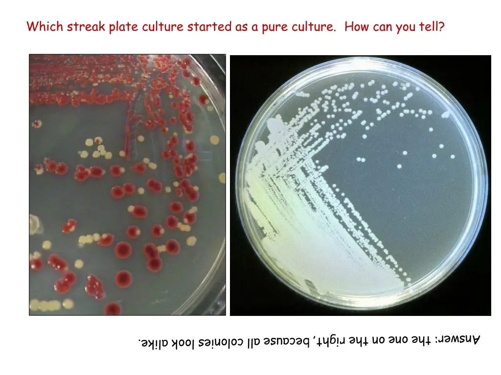 which streak plate culture started as a pure