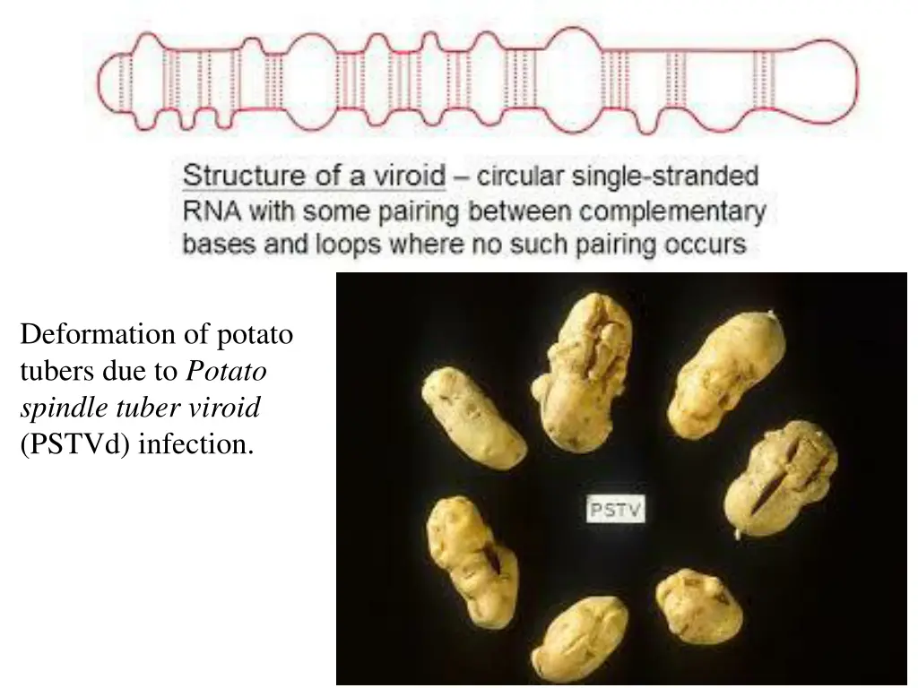 deformation of potato tubers due to potato