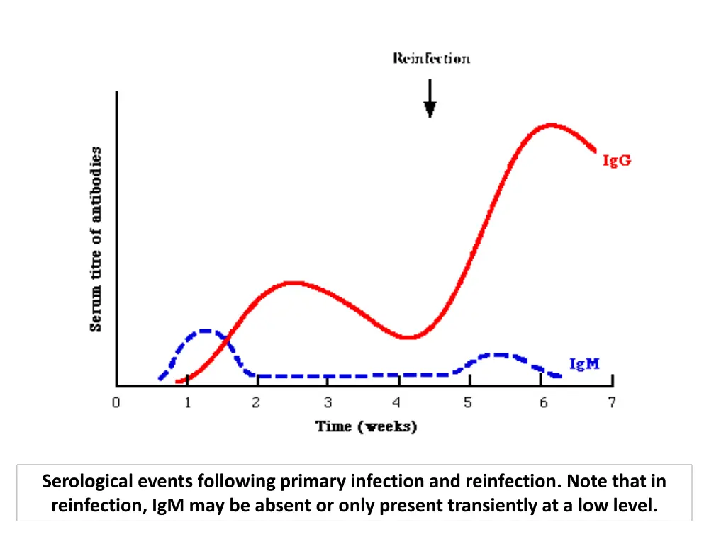 serological events following primary infection