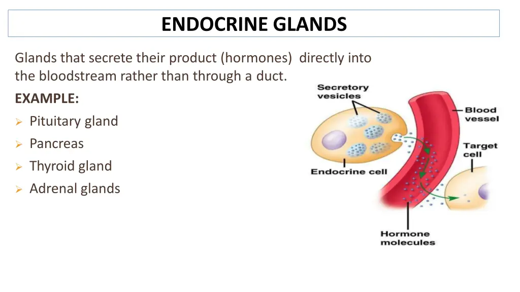 endocrine glands