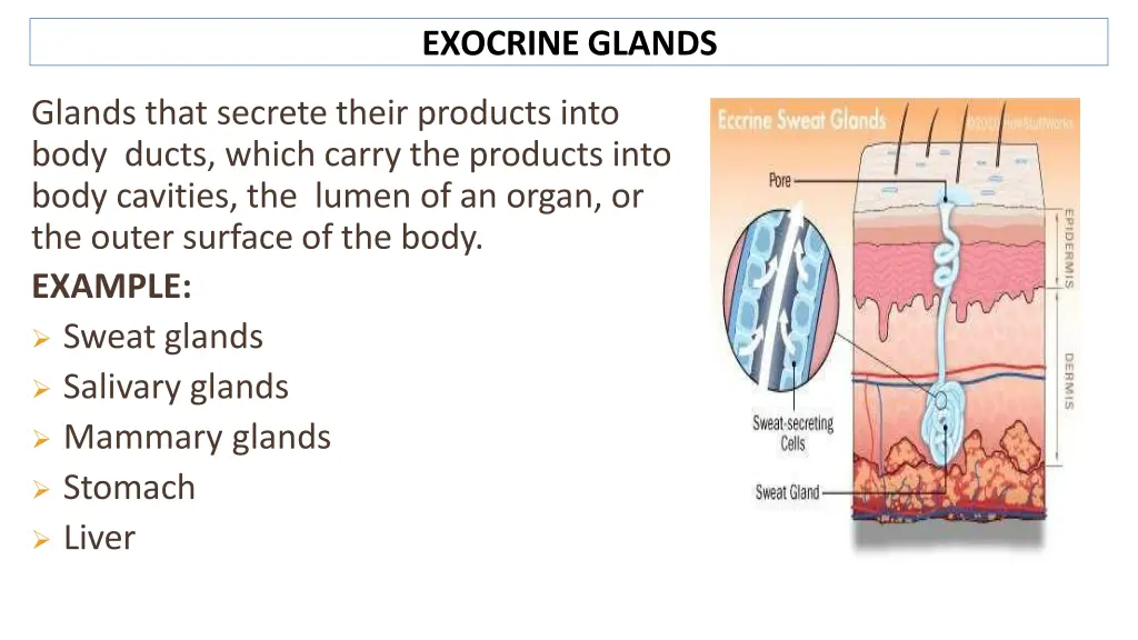 exocrine glands
