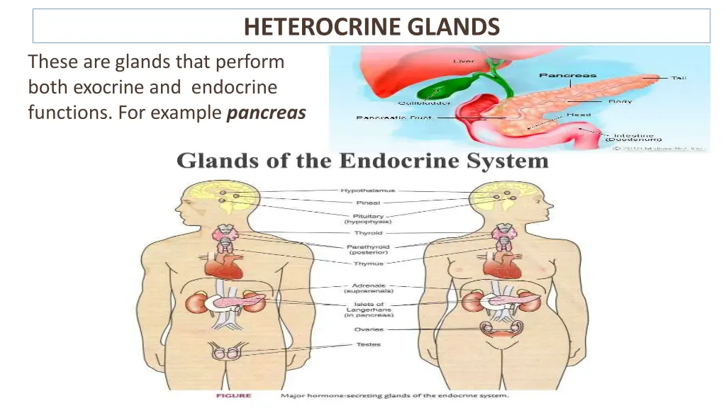 heterocrine glands