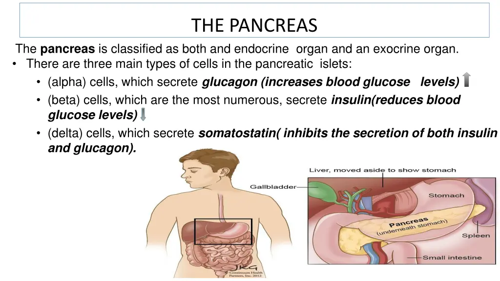 the pancreas