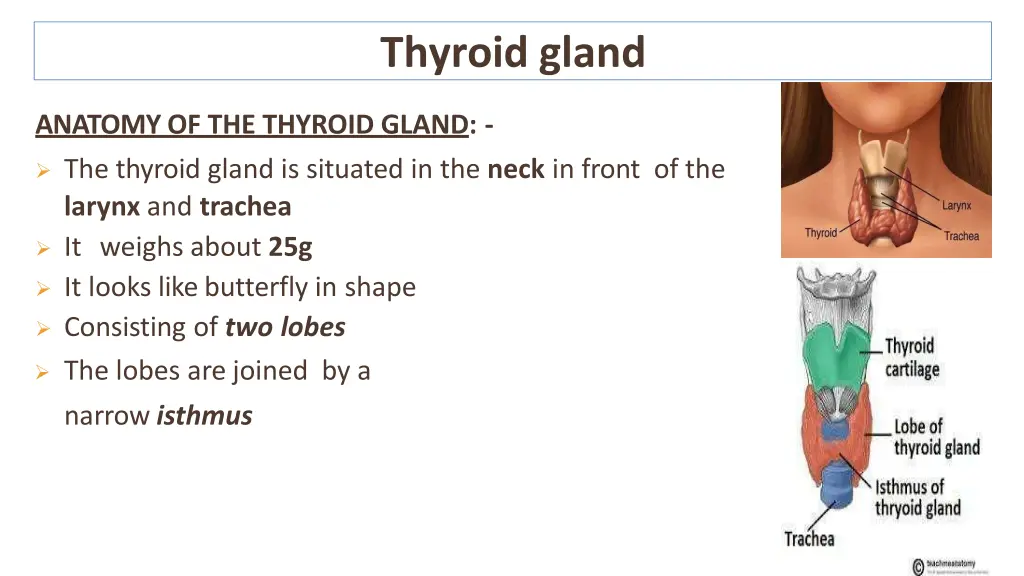 thyroid gland