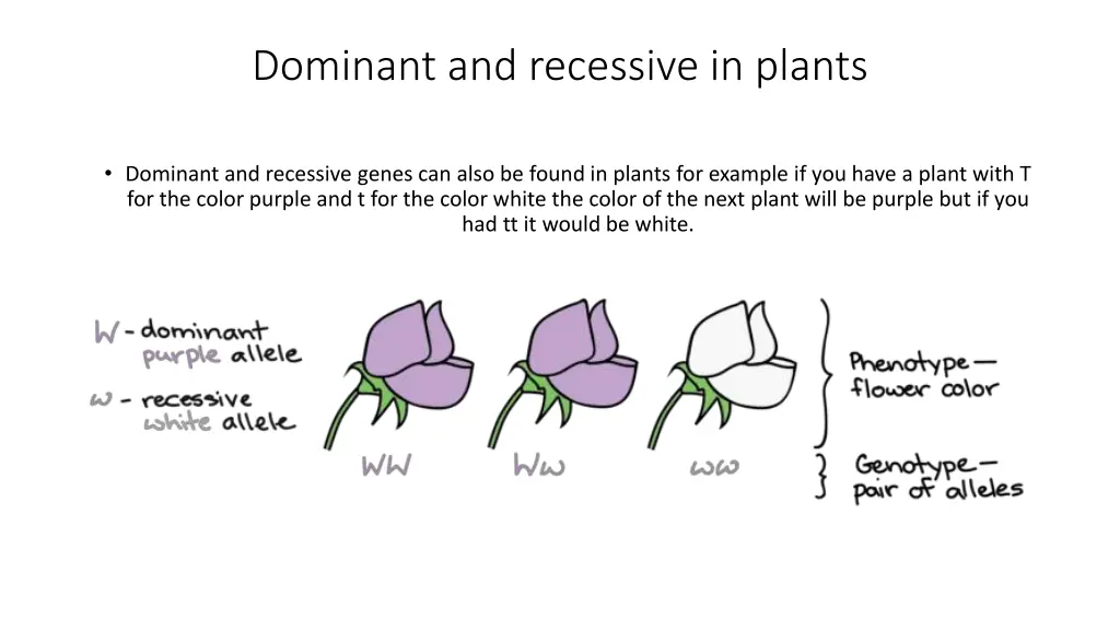 dominant and recessive in plants