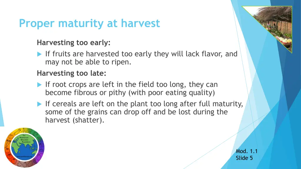 proper maturity at harvest