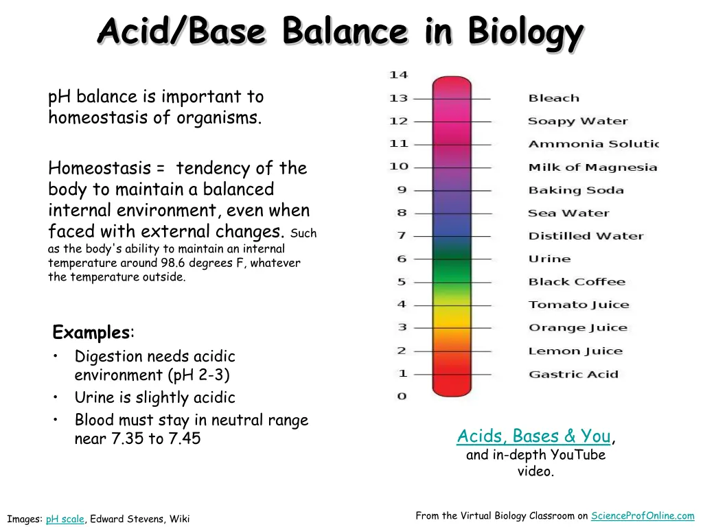 acid base balance in biology