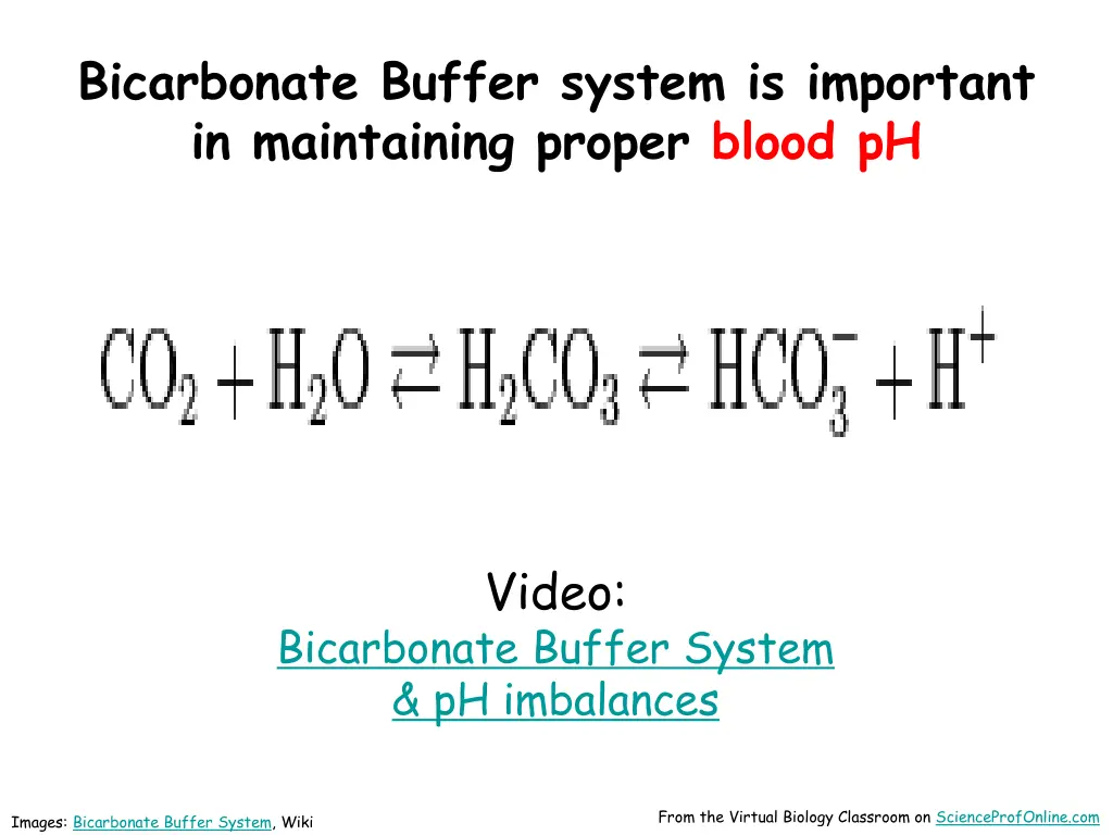 bicarbonate buffer system is important