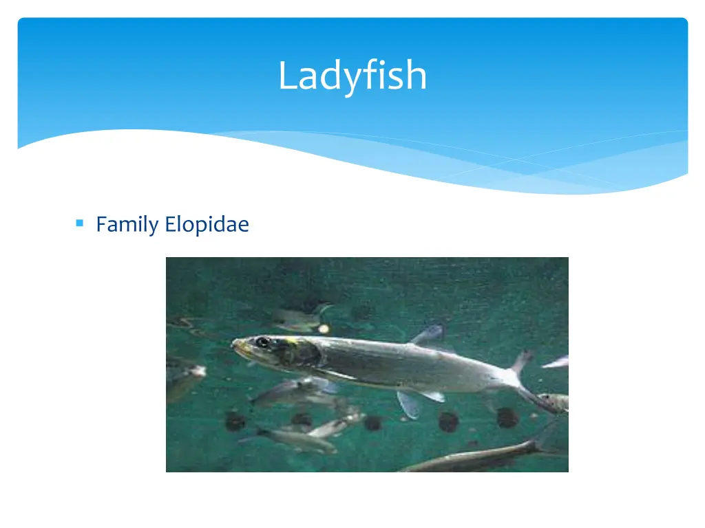 ladyfish