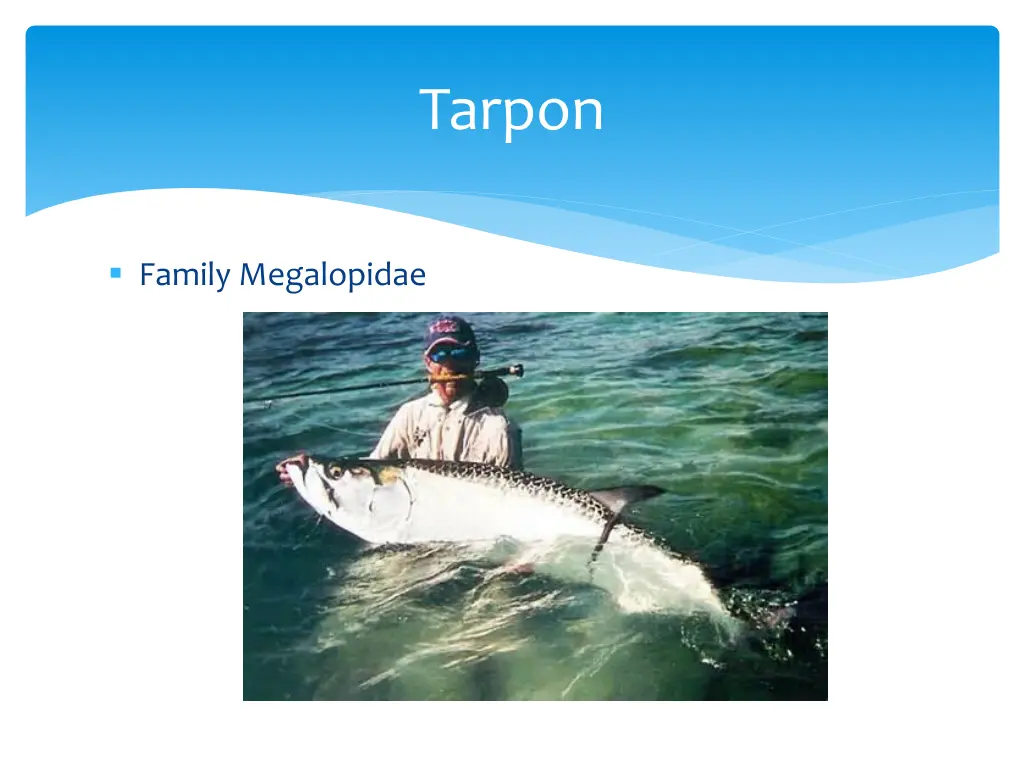 tarpon