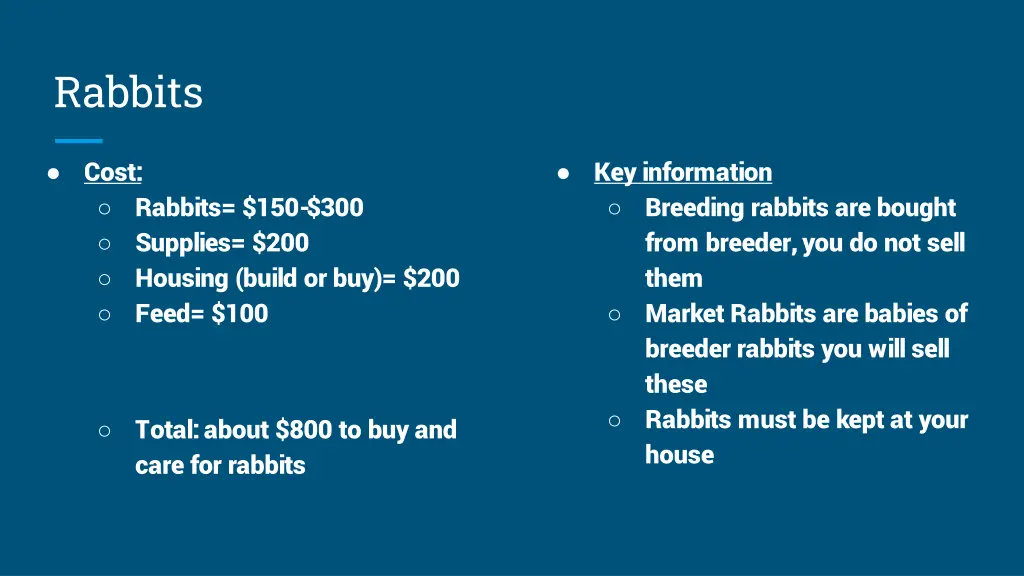 rabbits 1