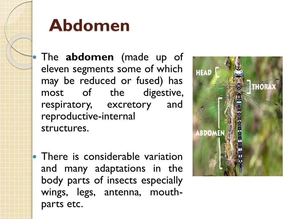abdomen