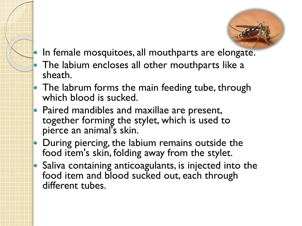 in female mosquitoes all mouthparts are elongate
