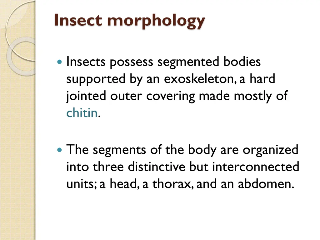 insect morphology