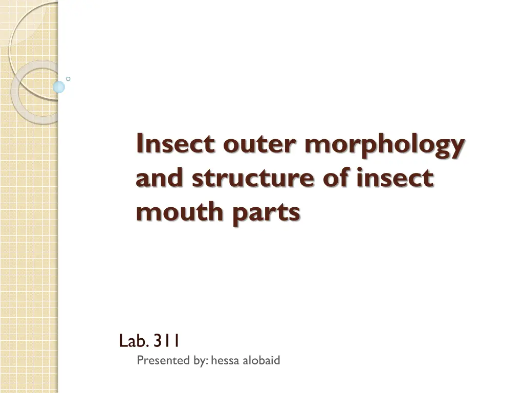 insect outer morphology and structure of insect