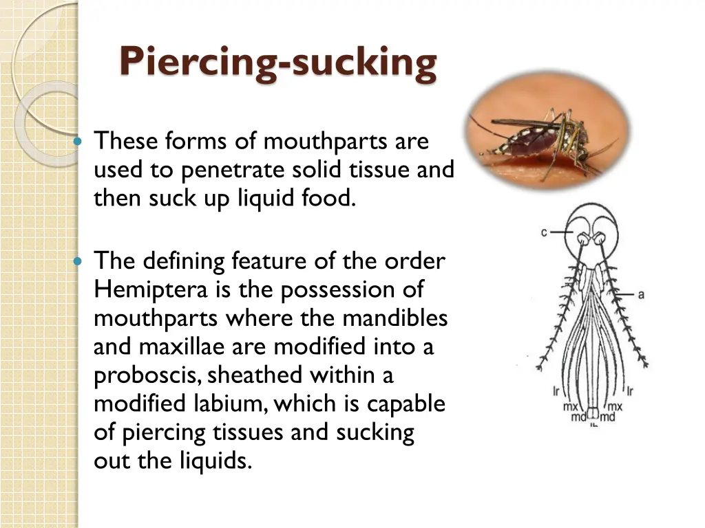 piercing sucking