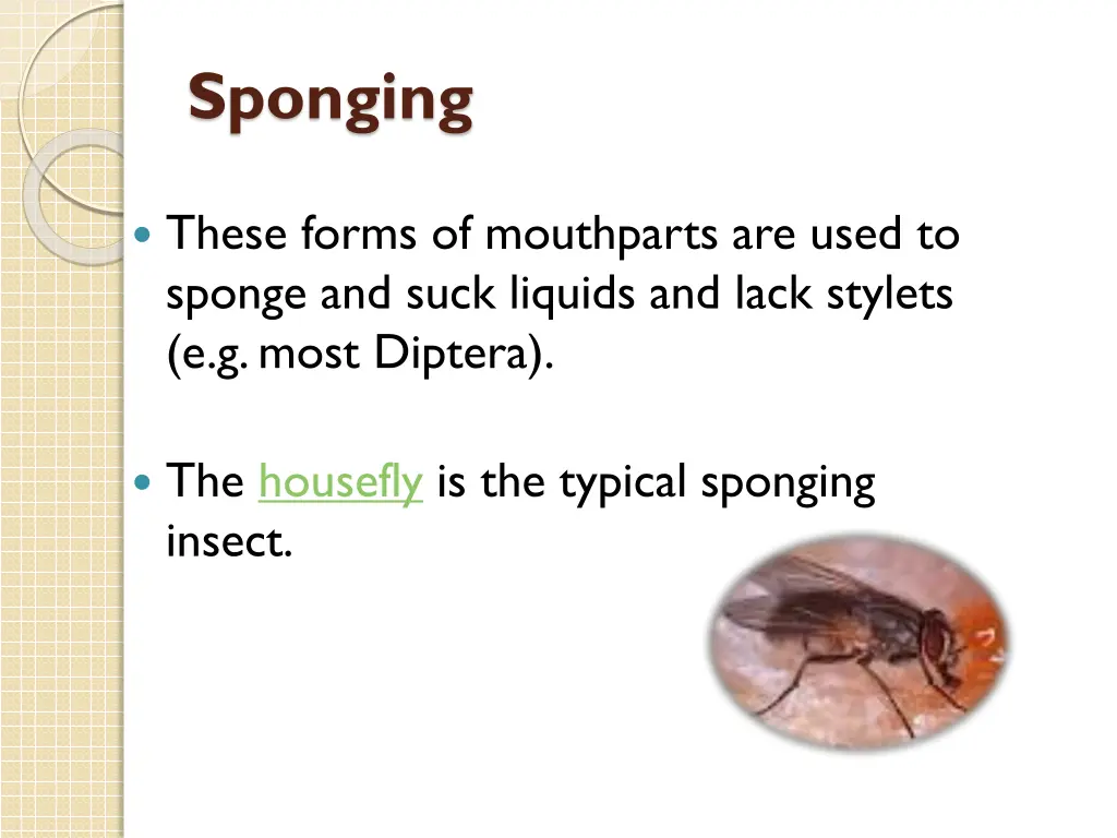 sponging