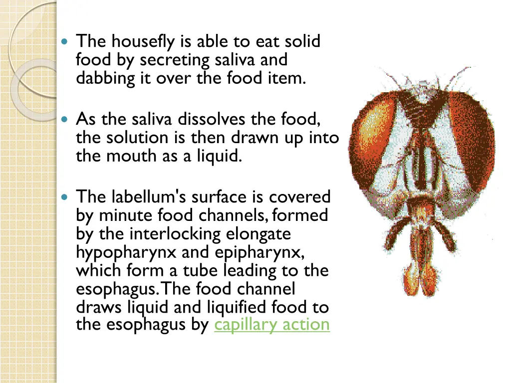 the housefly is able to eat solid food