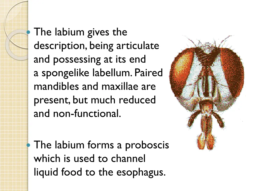 the labium gives the description being articulate