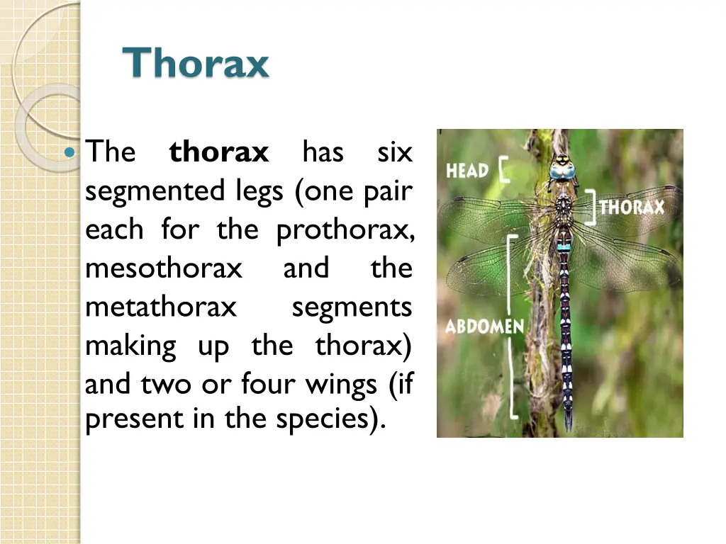 thorax