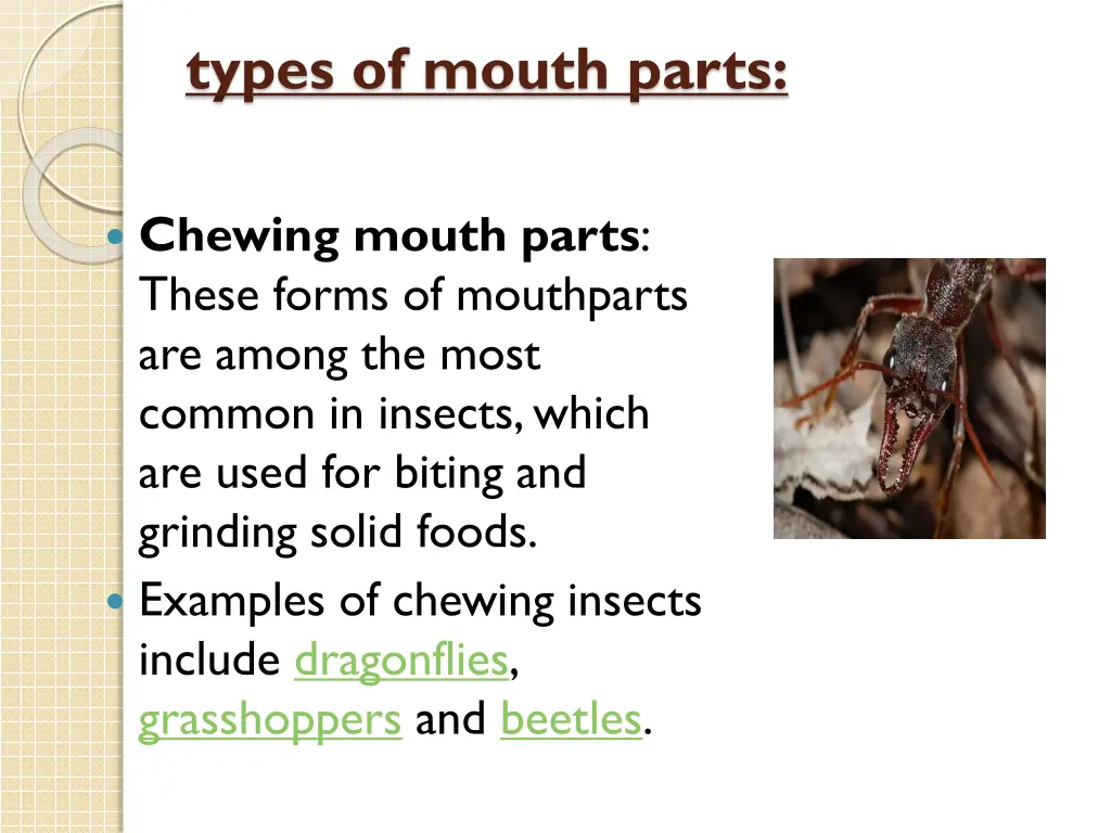 types of mouth parts