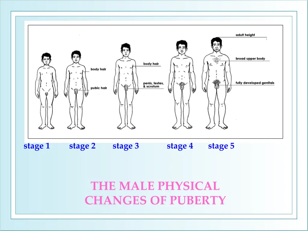 stage 1 stage 2 stage 3 stage 4 stage 5