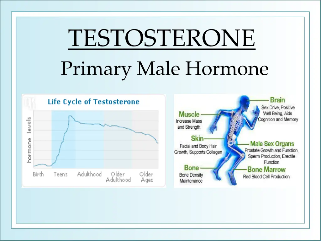 testosterone primary male hormone