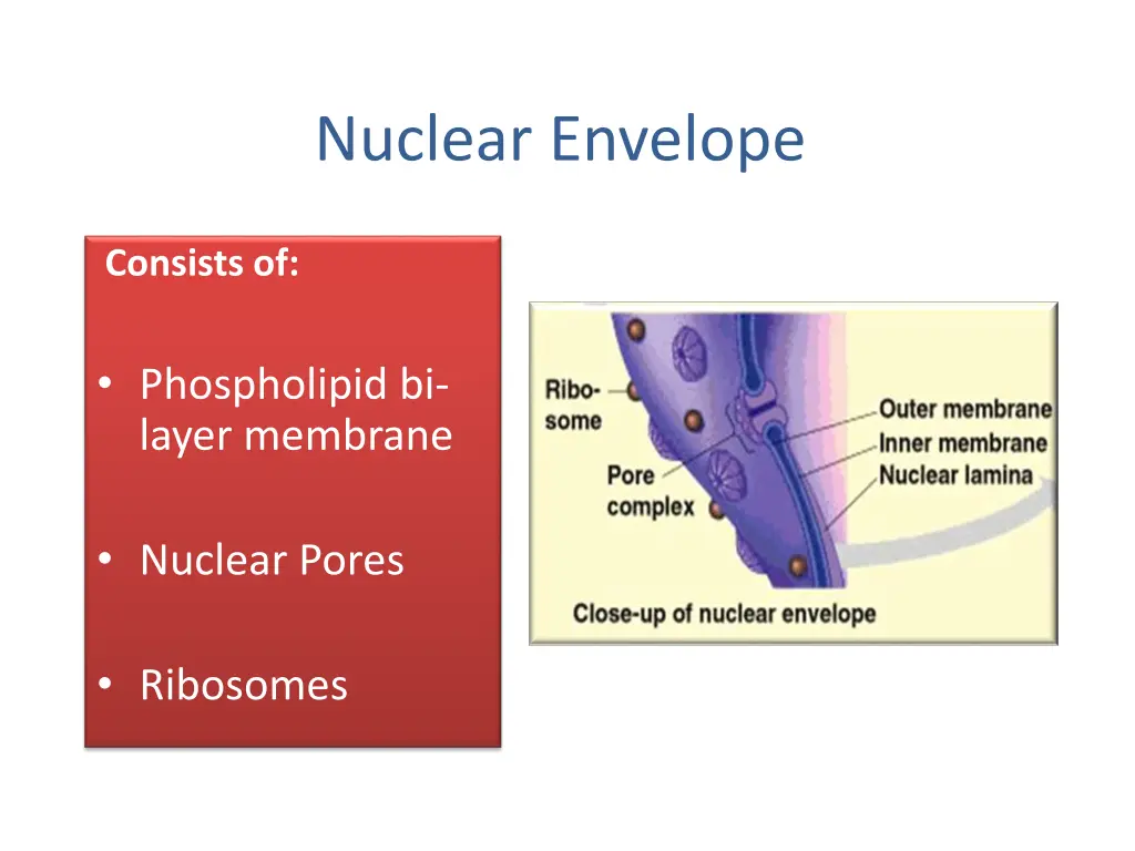 nuclear envelope
