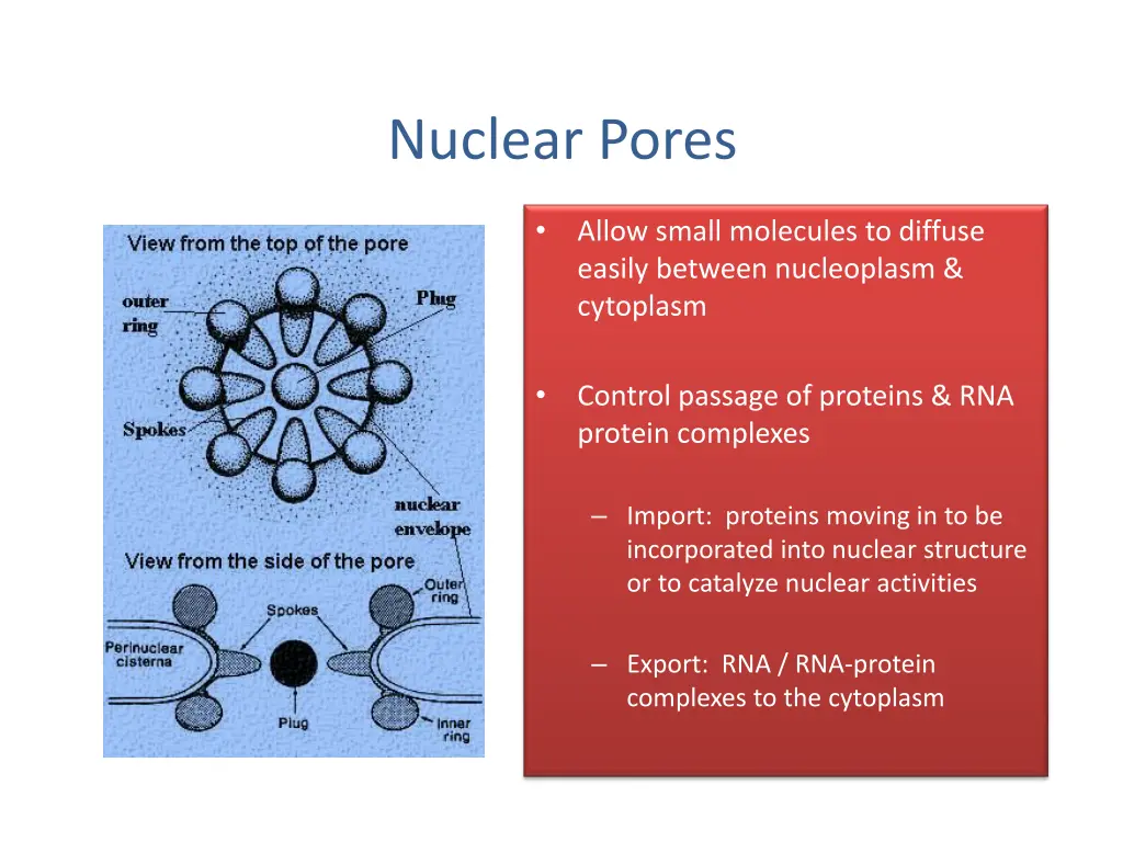 nuclear pores