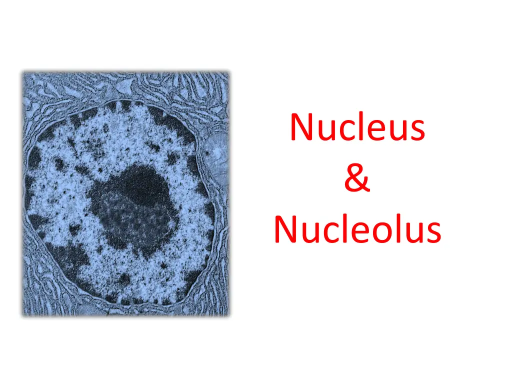 nucleus nucleolus