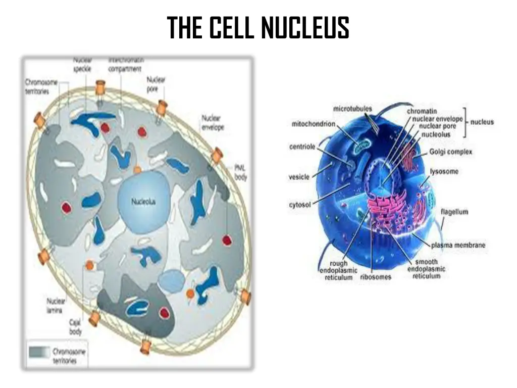 the cell nucleus 1
