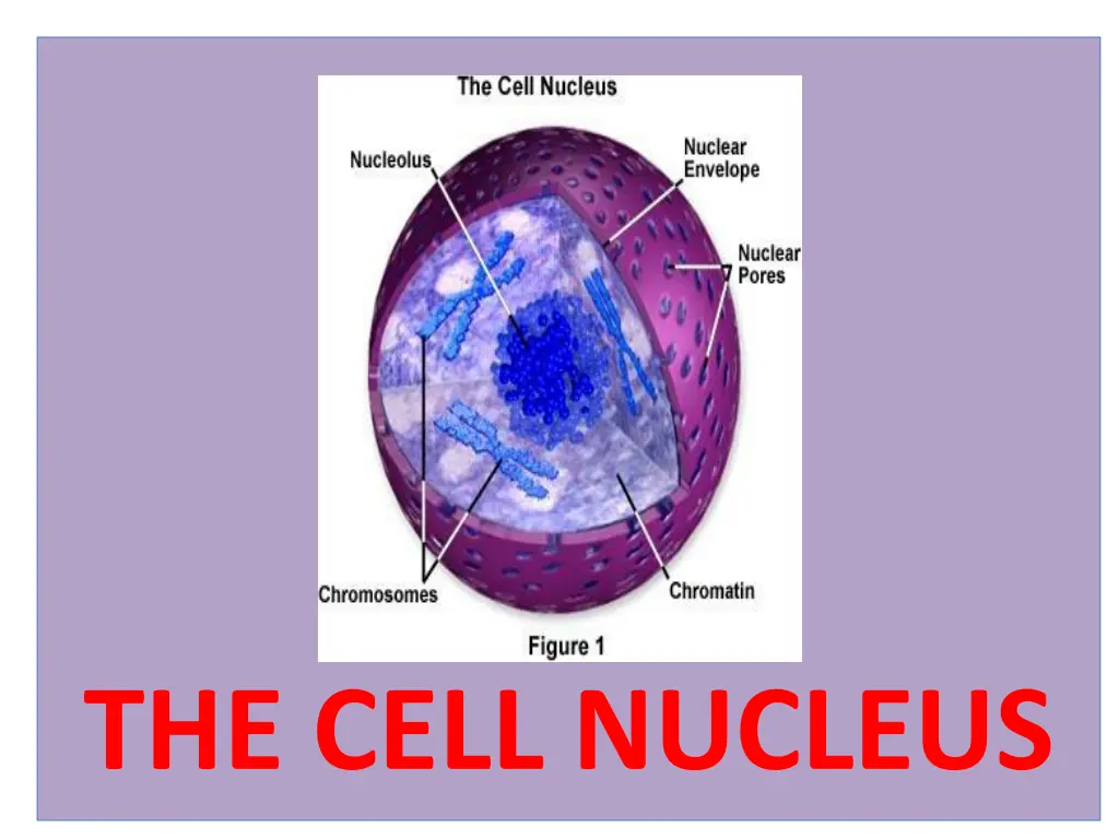 the cell nucleus
