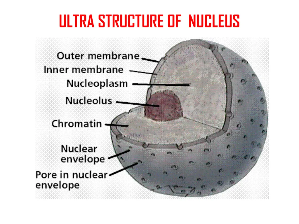 ultra structure of nucleus