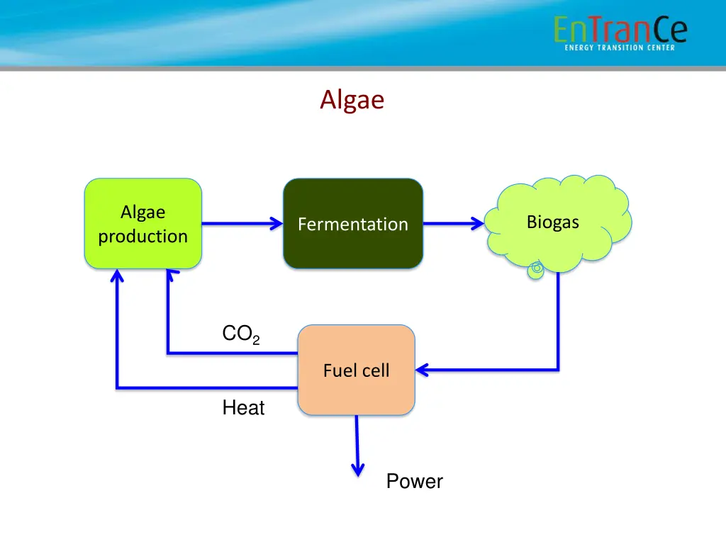 algae