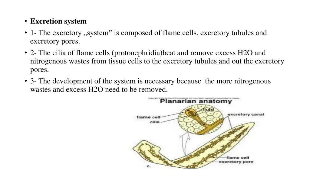 excretion system 1 the excretory system