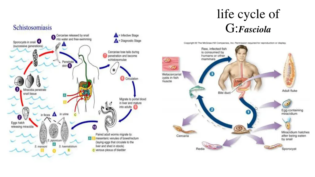 life cycle of g fasciola