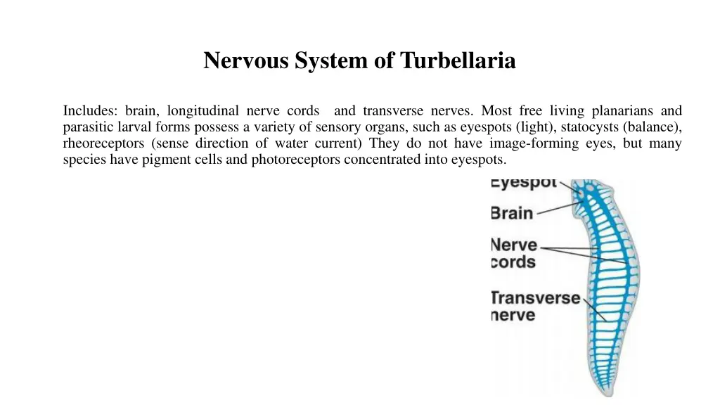 nervous system of turbellaria