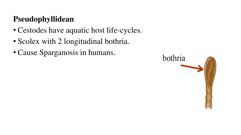 pseudophyllidean cestodes have aquatic host life