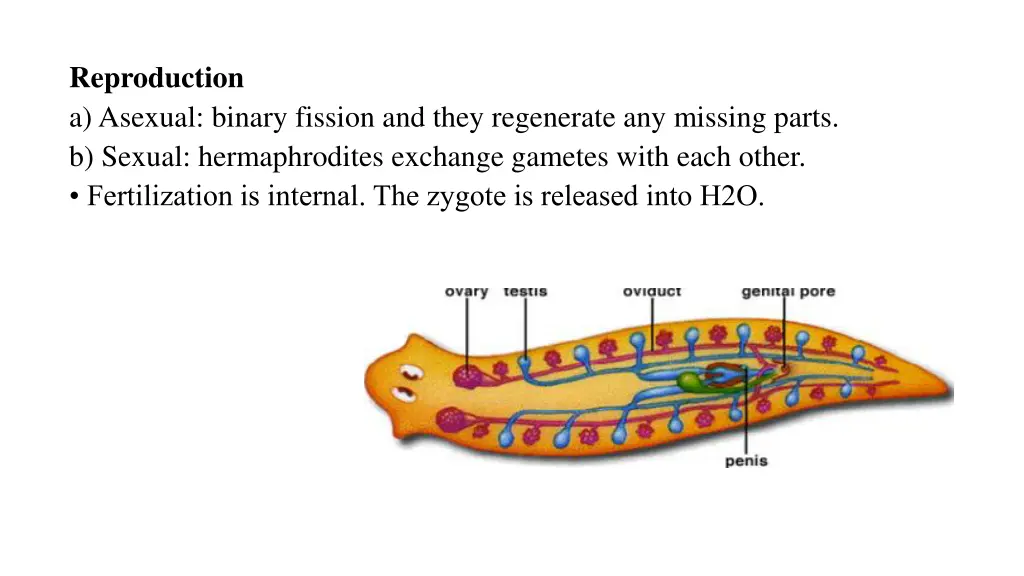 reproduction a asexual binary fission and they