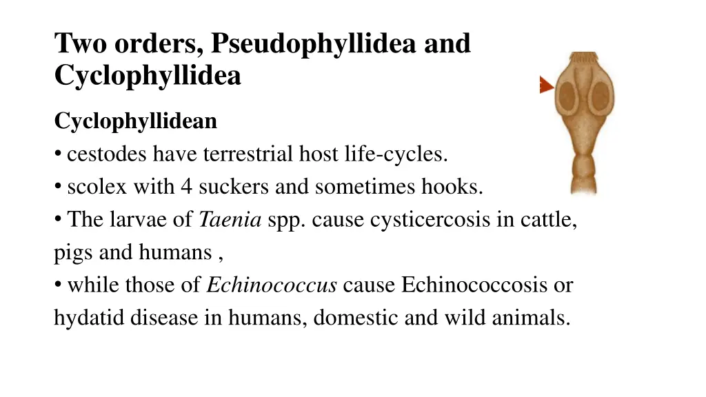 two orders pseudophyllidea and cyclophyllidea